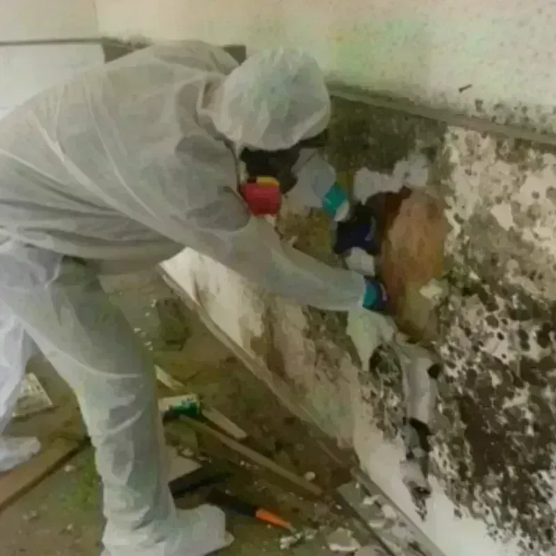 Mold Remediation and Removal in York Harbor, ME